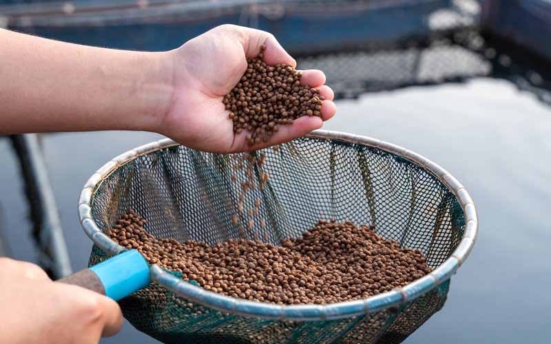 The Advantages of Extruded Aquatic Feed